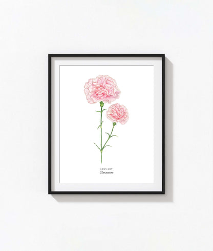 Carnation Art Print, January Birth Flower