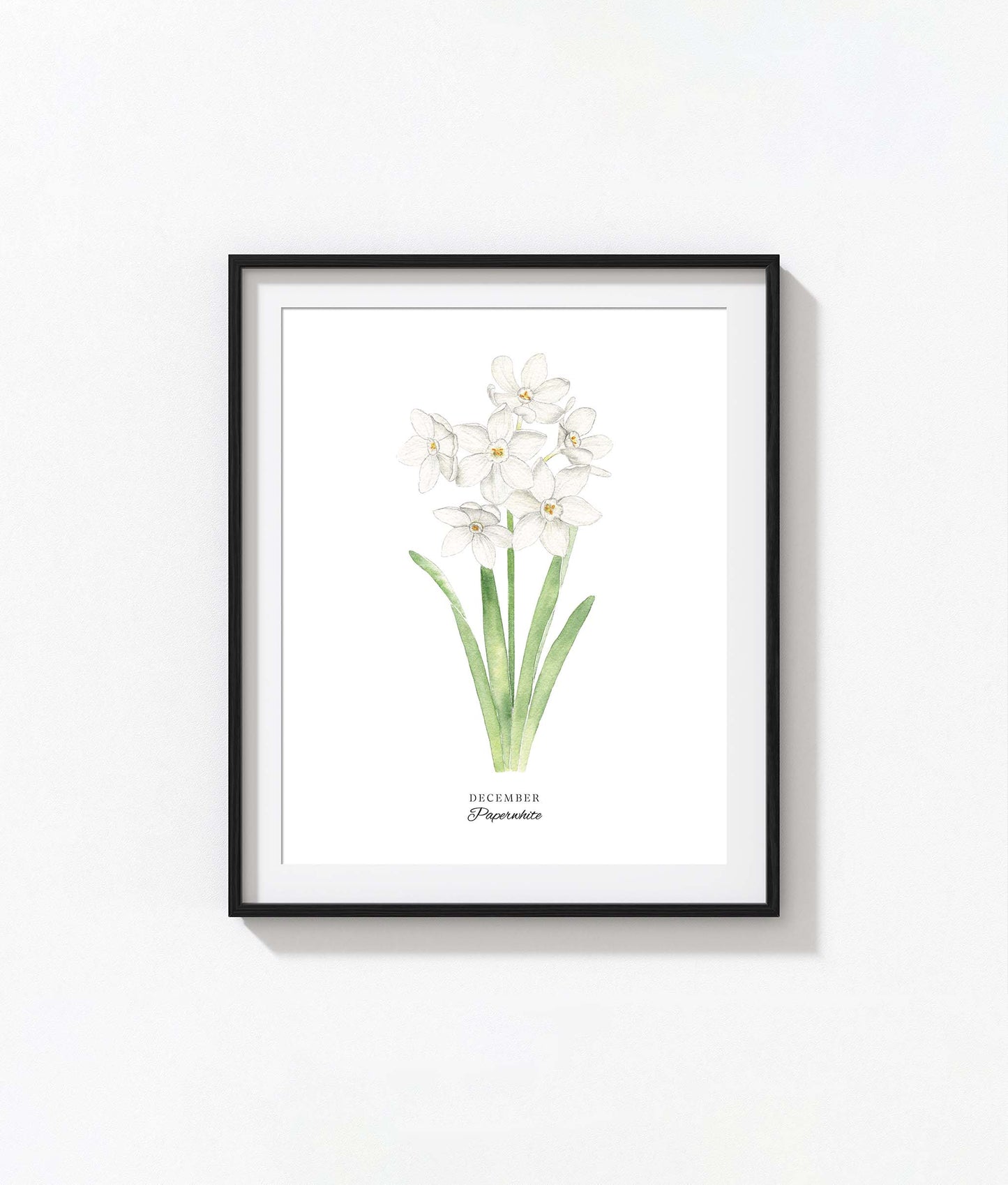 Paperwhite Art Print, December Birth Flower