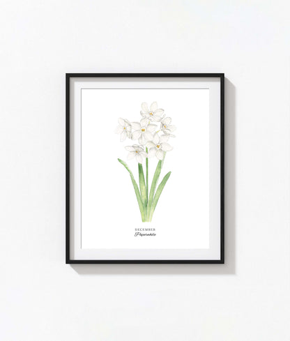 Paperwhite Art Print, December Birth Flower