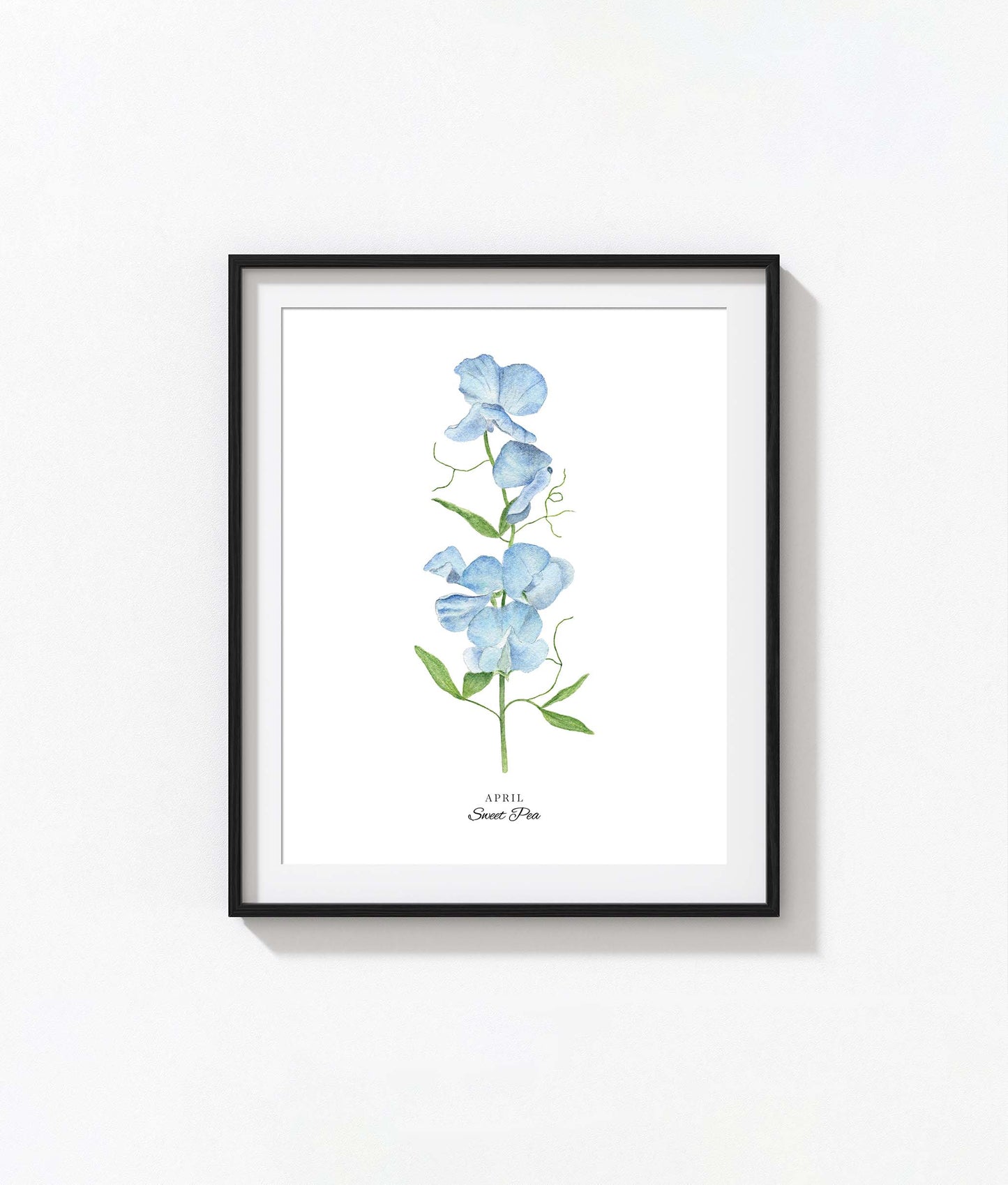 Sweet Pea Art Print, April Birth Flower