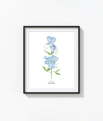 Sweet Pea Art Print, April Birth Flower