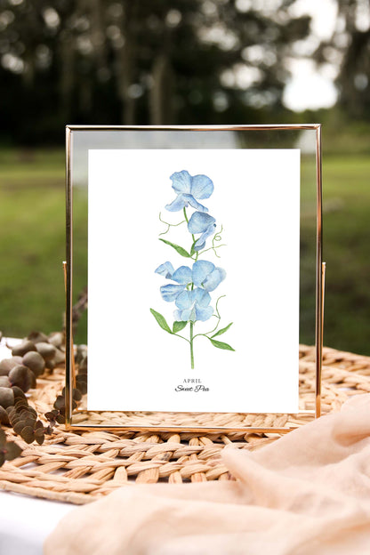 Sweet Pea Art Print, April Birth Flower