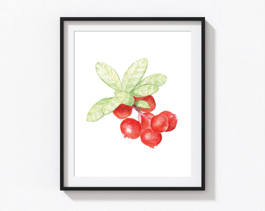 Cranberry Art Print